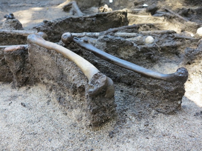 Кости, найденный в торфяном болоте у Алкен Энге. | Фото: alkenenge.dk.  