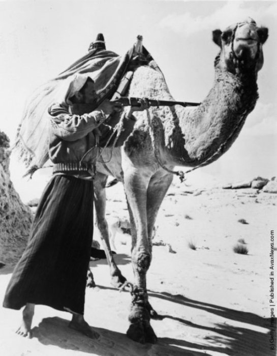 Стрелок-бедуин ищет цель, прячась за своим верблюдом в Сахаре. | Фото: avaxnews.com.