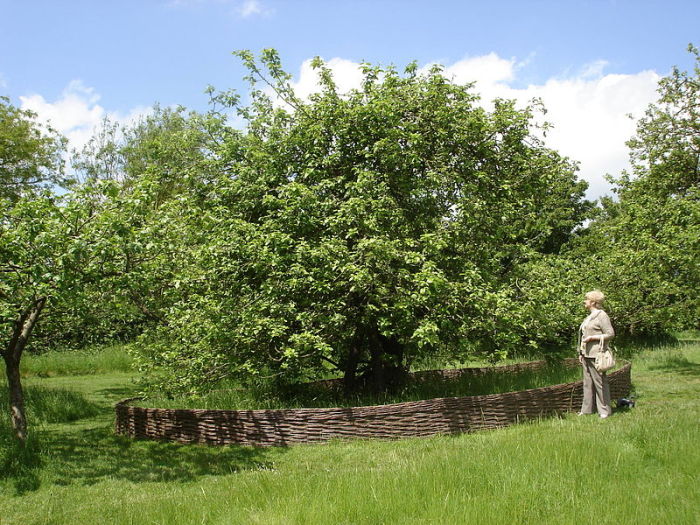 Яблоня, вошедшая в историю мировой науки. | Фото: uk.wikipedia.org.