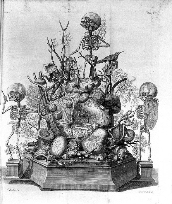 Гравюра из книги Opera omnia anatomico-medic Фредерика Рюйша. | Фото: upload.wikimedia.org.