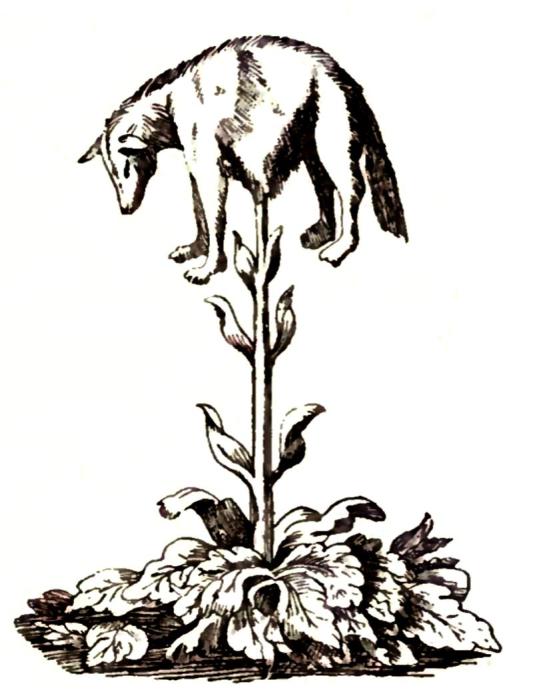 Это Дерево-агнец – одновременно и животное, и растение. Гравюра XVII века. | Фото: biodiversitylibrary.org.