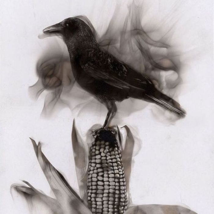 Птица на початке кукурузы. Стивен Спазук. | Фото: dose.com.