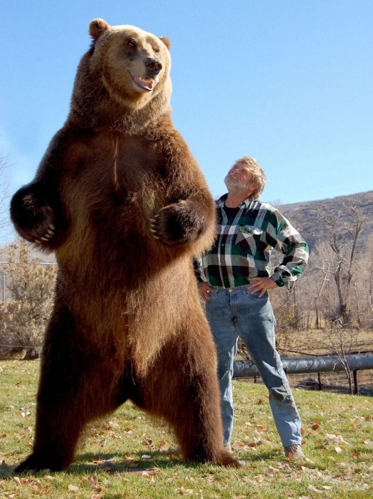 Американский медведь гризли. | Фото: vorchuchelo.com.