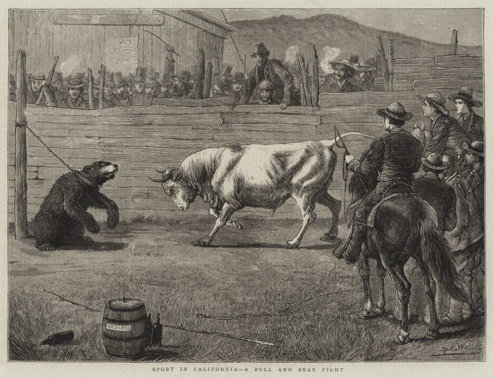 Бой быка и медведя. Калифорния, 1876 год. | Фото: atlasobscura.com.