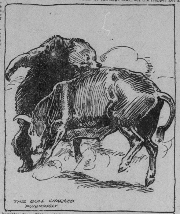 Бык яростно атакует медведя. Иллюстрация 1911 года. | Фото: chroniclingamerica.loc.gov.
