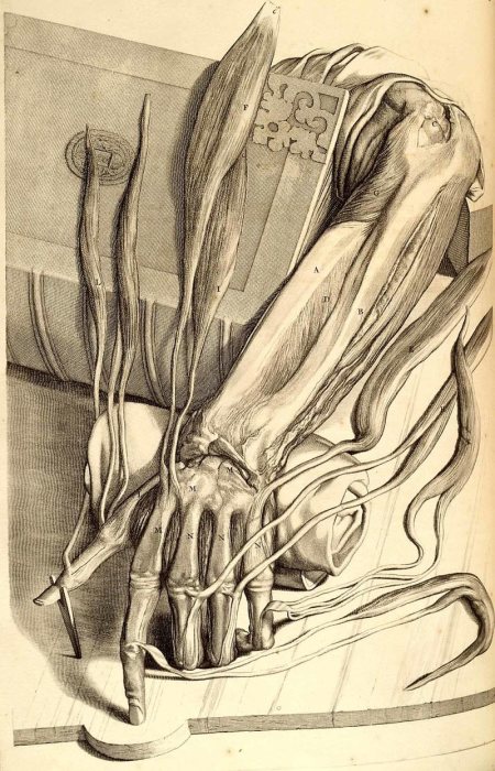 Рисунок руки из книги Anatomia humani corpois Говерта Бидлоо. | Фото: commons.wikimedia.org.
