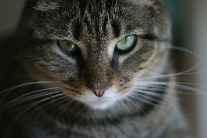 Мы никогда не узнаем, что кошки думают обо всем этом. | Фото: flickr.com.