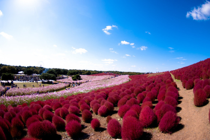 Цветение в японском приморском парке Хитачи.