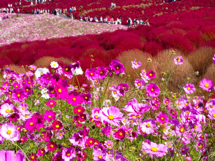 Туристы посещают цветущий парк в Хитачи.