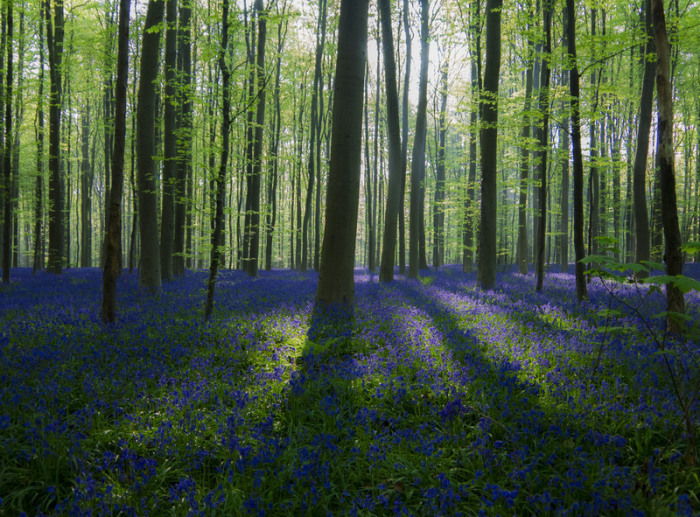 Халлербос - «Синий лес» в Бельгии.