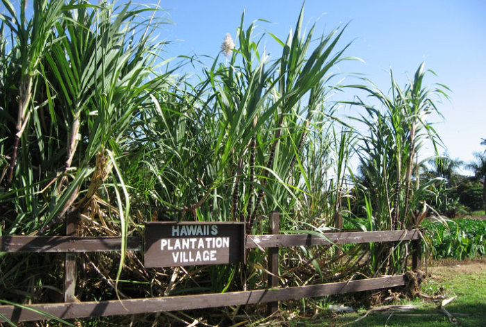 Плантация сахарного тростника на Гавайских островах. | Фото: freemarketsugar.com.
