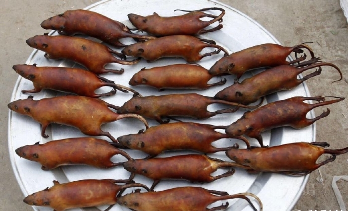 Жареные крысы на блюде. | Фото: newsland.com.