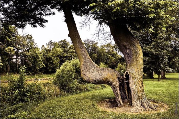 «Индейское» дерево в штате Огайо. | Фото: indiancountrymedianetwork.com.
