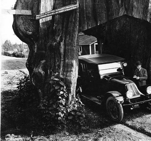 Участок Pacific Highway, проложенный сквозь 6-метровый пень красного кедра, 1920 год. | Фото: digitalcollections.lib.washington.edu.