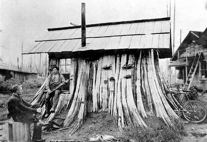 Кедровый пень, приспособленный под дом. 1901 год. | Фото: boingboing.net.