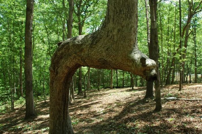 Дерево на севере Джорджии. | Фото: forum.gon.com.