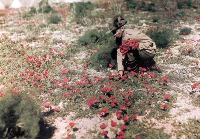 Австралийский кавалерист собирает цветы. Палестина, 1918 год. | Фото: greatwar.nl.