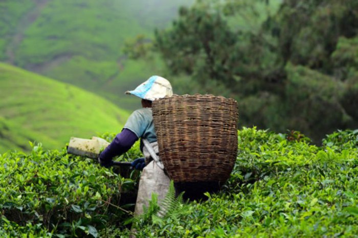 Сборщик листьев чая в Китае. | Фото: dwyfor.com.
