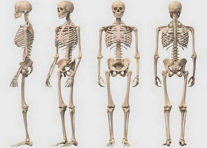 Торговля скелетами: костные масла.