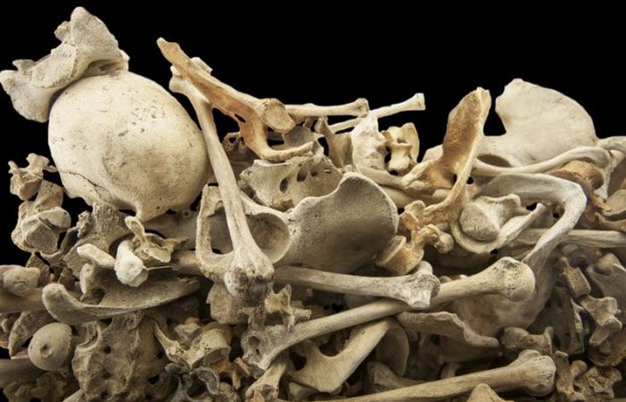 Торговля человеческими скелетами: качество скелетов.