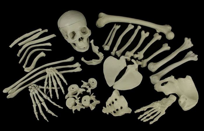 Торговля человеческими скелетами: «послевоенный спад» в Англии.