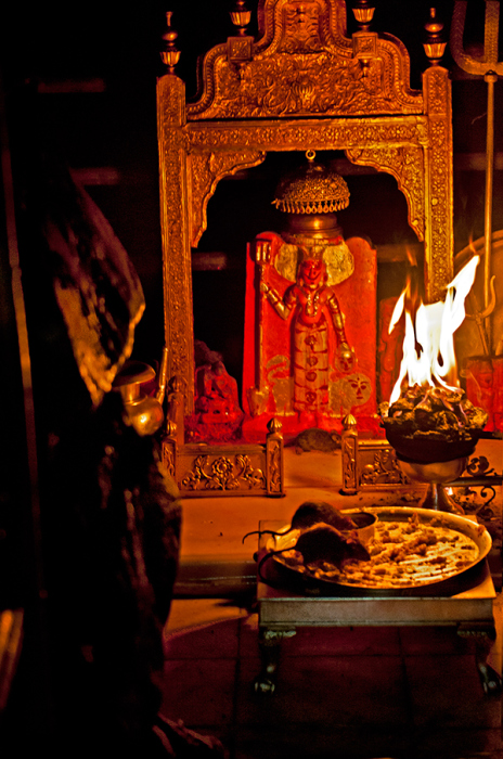 В храме Карни Мата. / Фото: www.mir-s3-cdn-cf.behance.net