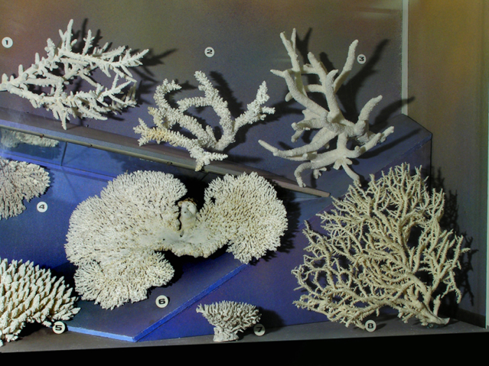 Мадрепоровые кораллы.  / Фото: www.zin.ru