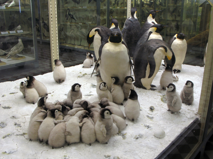Императорские пингвины.  / Фото: www.zin.ru
