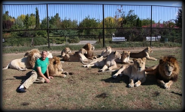 Олег Зубков среди семейства львов.
