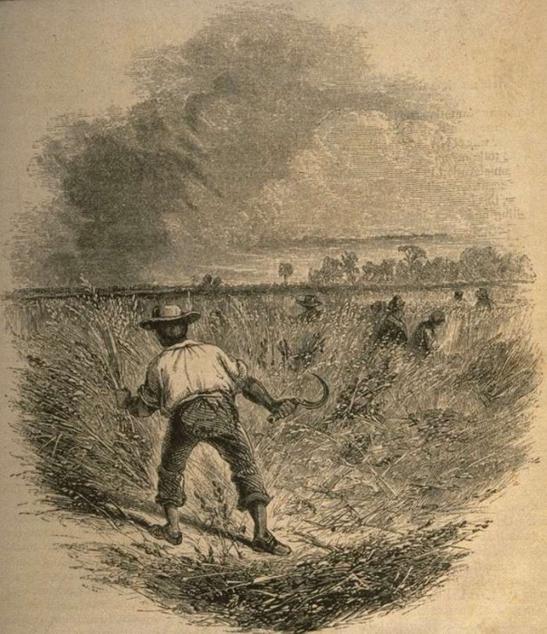 Сбор урожая риса (Юг США, 1859 год)