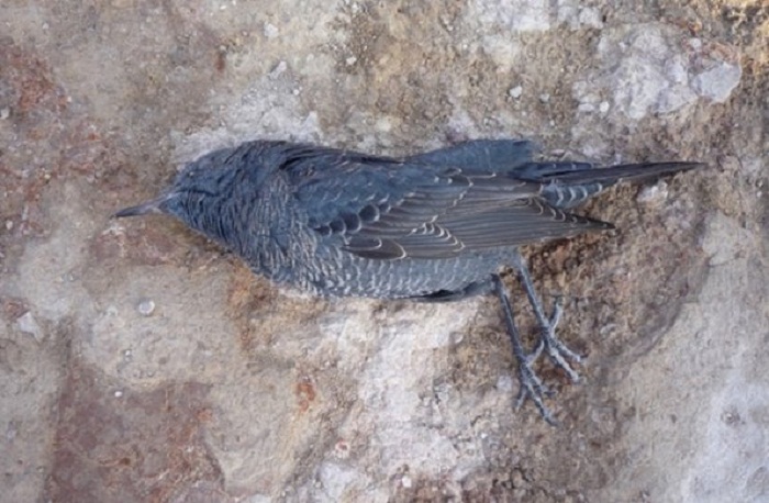 Одна из современных погибших птиц - жертва смертоносной пещеры Фото: Франческо д’Андрия.