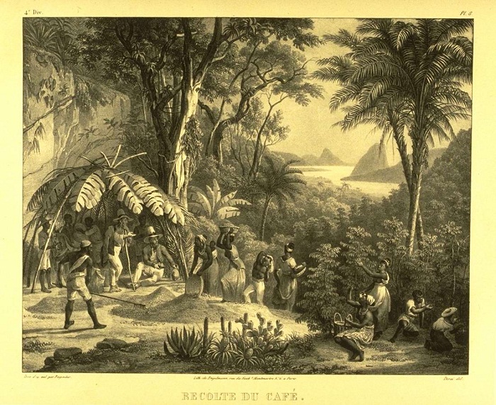 Рабы занимаются сбором урожая кофе (Бразилия, 1830-е годы)