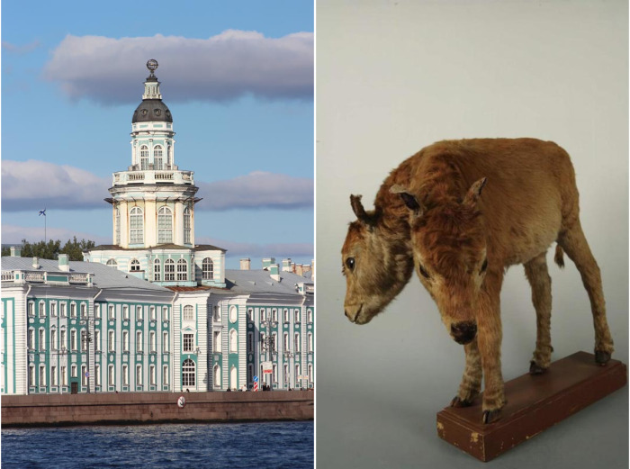 Сегодня коллекцию, собранную Петром, можно увидеть в Кунсткамере на Университетской набережной Санкт-Петербурга.