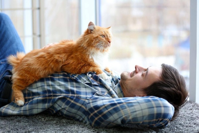 И сегодня многие считают, что кошки чувствуют болезни. /Фото: ferret-pet.ru