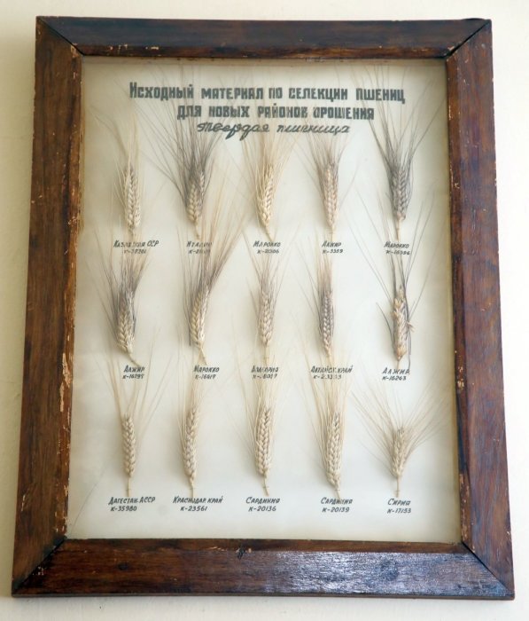 Образцы пшеницы из Вавиловской коллекции. /Фото: cdnimg.rg.ru