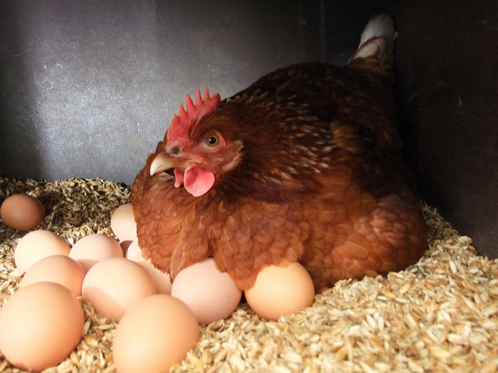 Куриные яйца издревле используют как средство от кашля. /Фото: 7ogorod.ru
