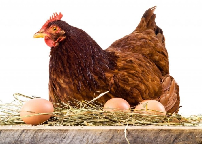 Яйцо, подложенное под курицу, предварительно заговаривали. /Фото: pro-kyr.ru