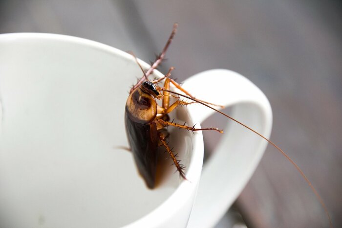 На Руси считали, что тараканы в доме — это к богатству. /Фото: idei.club