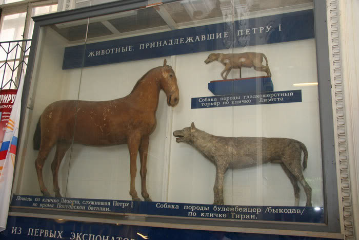 Музейная экспозиция «Животные, принадлежавшие Петру I»./Фото: imagesait.ru