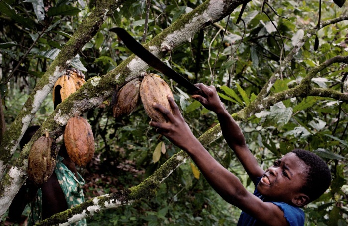 Большинство детей в Гане работают на плантациях по сбору какао-бобов и арахиса./Фото: www.notyourmotherscookbook.com