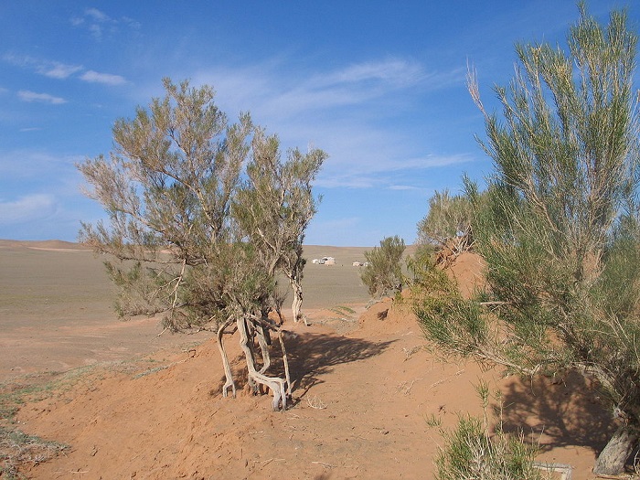 Саксуалы выносливее многих других деревьев Средней Азии и идеальны для того, чтобы остановить пустыню.