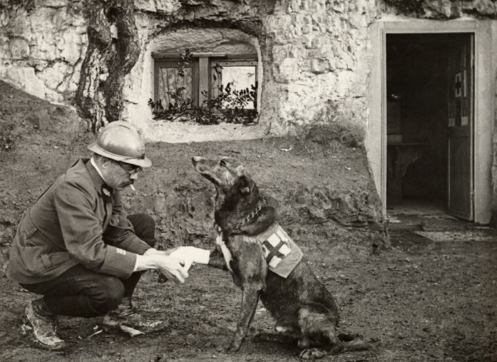 Французский солдат оказывает помощь собаке-санитару.