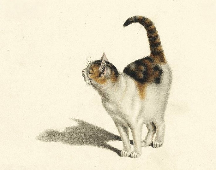 Минд всю жизнь рисовал котов и считал это лучшей из профессий.