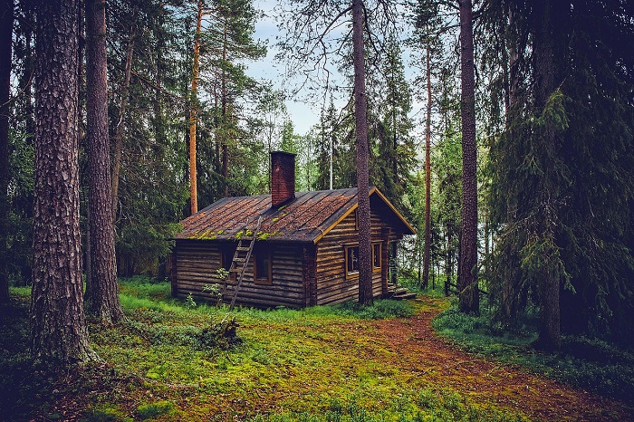 Кроме озёр, в Финляндии много сосновых лесов.