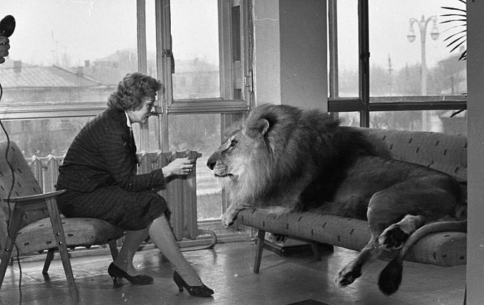 Ирина Бугримова с одним из своих львов.