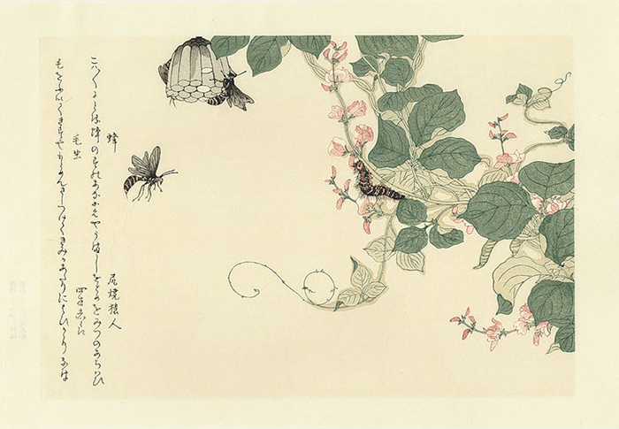 Ранее мастера гравюры не обращались к жизни насекомых.