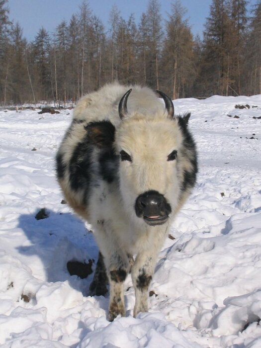 Корова прекрасно себя чувствует в сильнейшие морозы. /Фото:nat-geo.ru