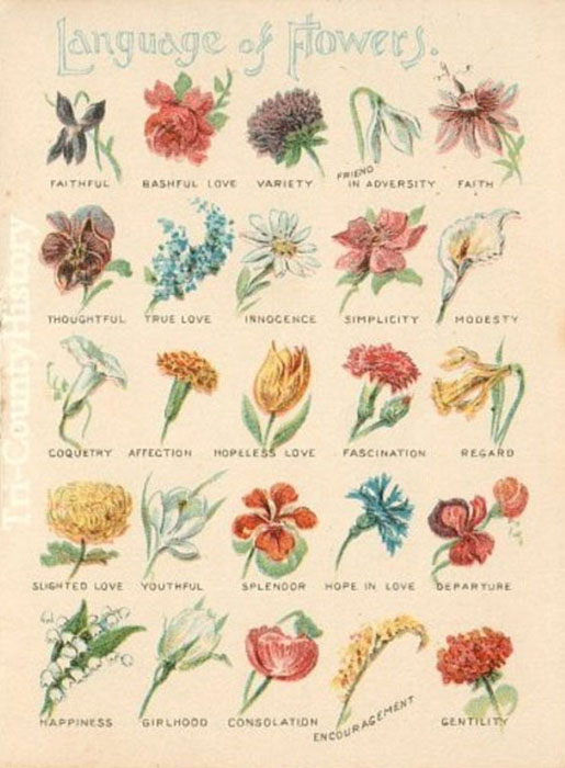 Язык цветов, рекомендованный модницам в XIX веке.