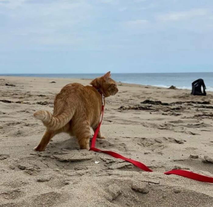 Кот гуляет по пляжу с большим удовольствием.