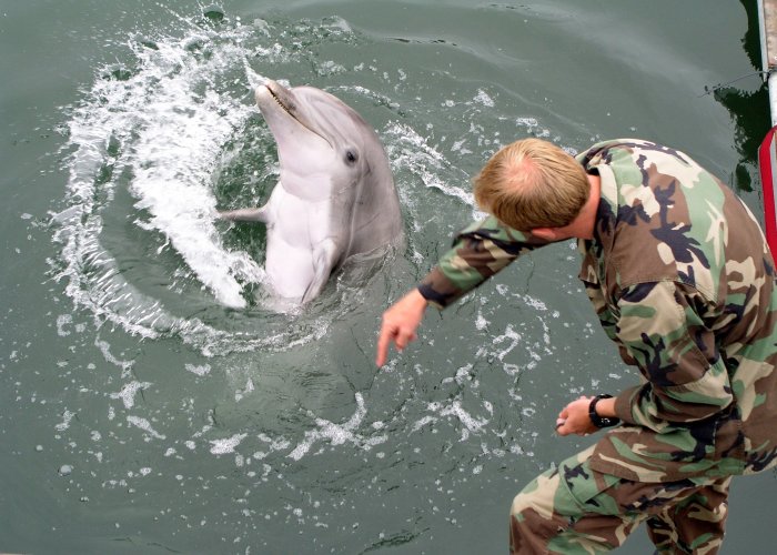 Дельфины на службе и наших, и американских войск зарекомендовали себя отлично. /Фото:topwar.ru